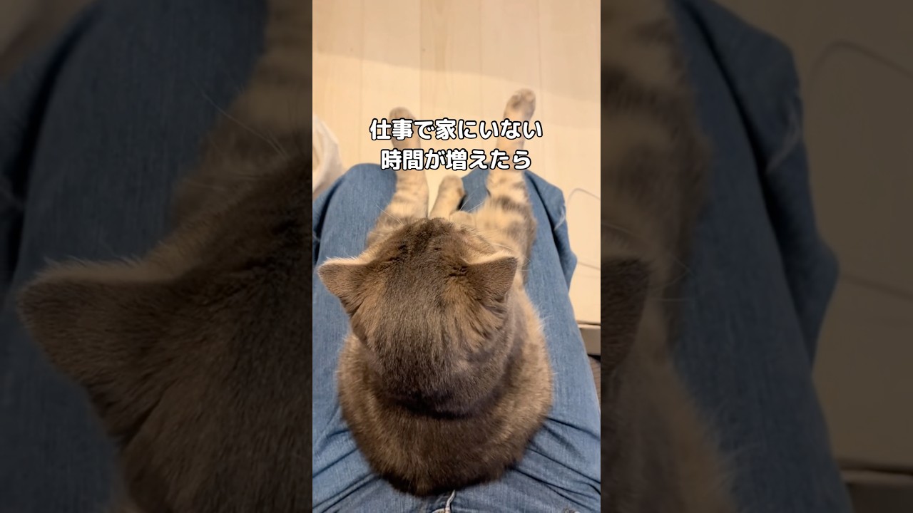仕事で家にいない時間が増えたら甘えんぼが加速してしまったヌコがほんとに無理可愛い #スコティッシュ #スコティッシュフォールド #shorts