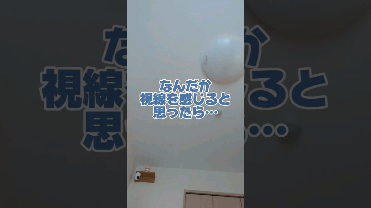 視線を感じると思ったら…#マンチカン #短足マンチカン #長毛猫