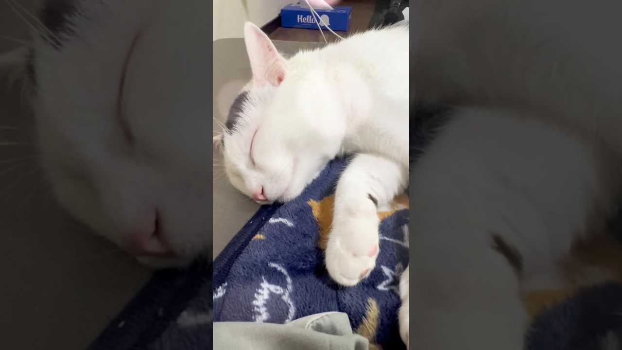 猫の生活も色々大変だなぁ。#保護猫 #ねこ #猫のいる暮らし ＃ミルねーさん#shorts