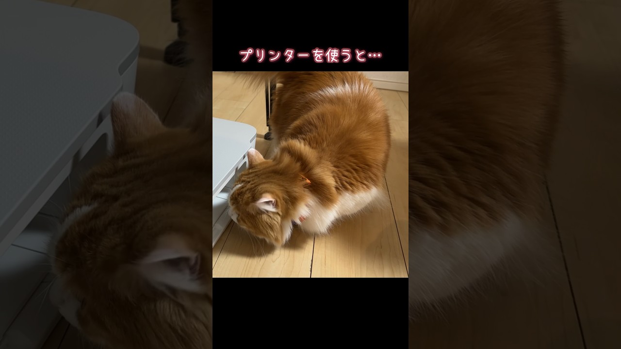 プリンターを使うと… #マンチカン #なんちゃん