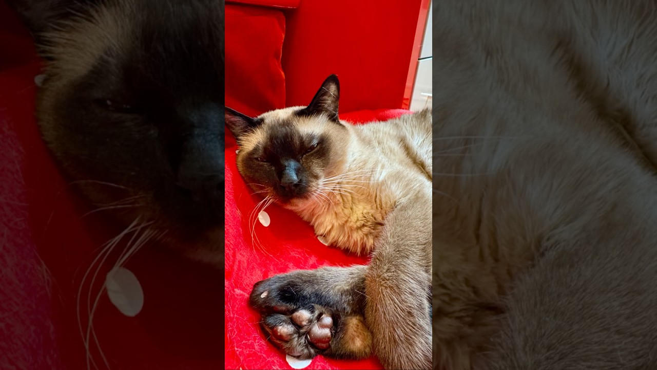 いちごハウスをめぐってガウガウペシペシ取り合うシンガプーラとたぬき猫なのにゃ♪ #cat #シンガプーラ #トンキニーズ#たぬき猫#singapura#tonkinese