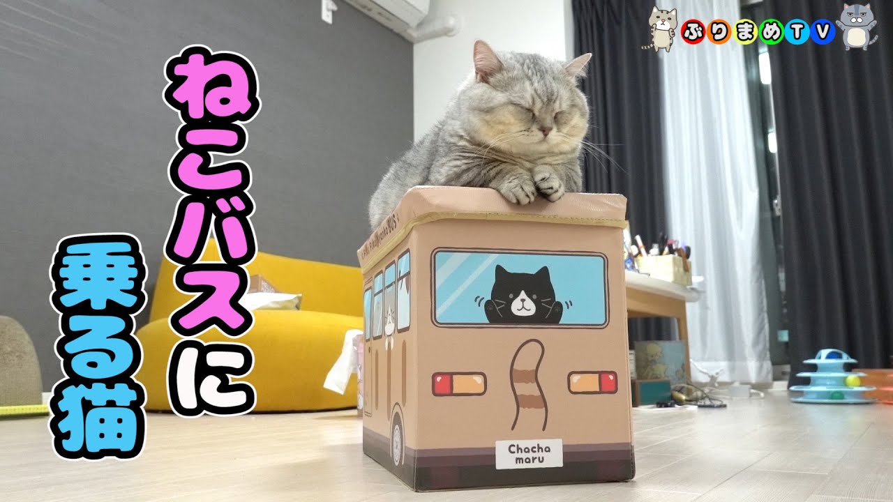 ネコバスの収納ボックスが気に入っちゃったでぶ猫マンチカンの話