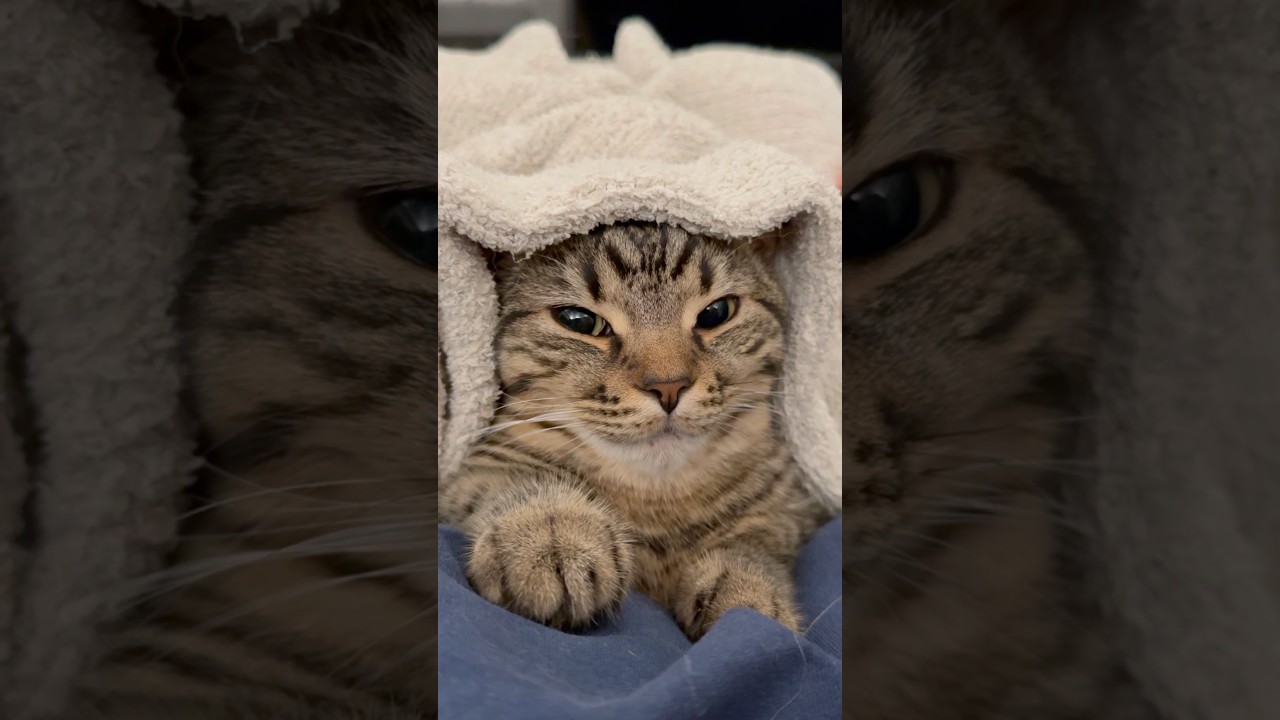 可愛すぎるアラブの猫 #shorts #猫 #cat