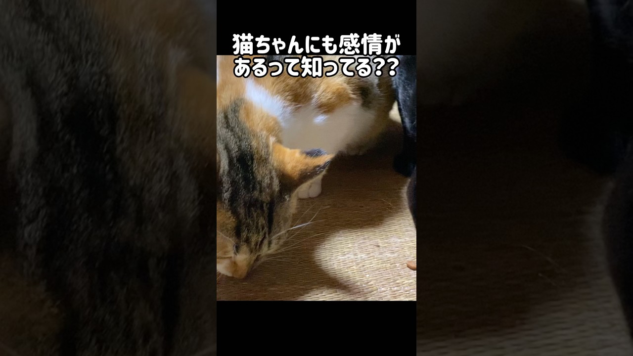 猫ちゃんにも感情があるって知ってる？？#shorts #猫 #保護猫