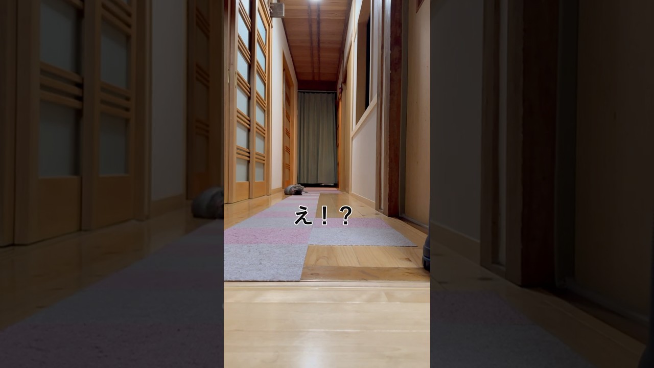 やっぱり最後は！ #shorts #ねこ #cat #猫 #保護猫 #子猫 #kitty #癒し #ねことの暮らし