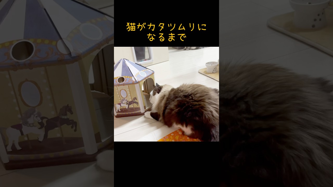 【猫動画】かたつむり？#shorts #猫 #ラグドール ＃でぶ猫