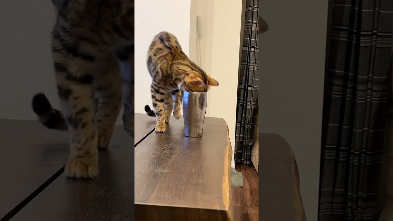 コップに頭突っ込んで大変な目にあっちゃったネコ。。。　#cat #ルトロゼ #ベンガル