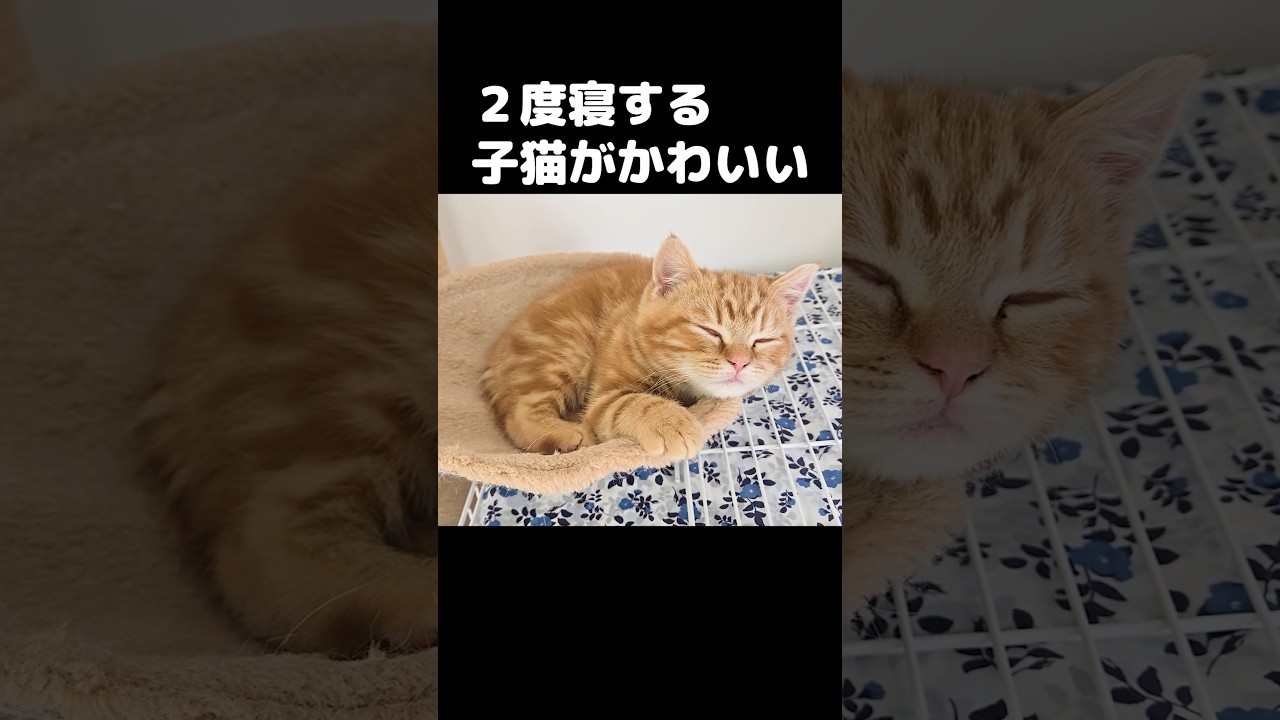 2度寝する子猫がかわいい...#shorts