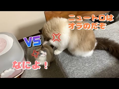 猫とヘイトごはん｜ニュートロで毛玉ケア対策