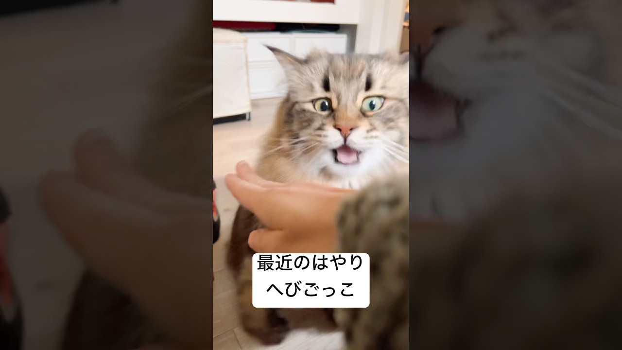 ヘビしばく！！！#猫 #サイベリアン #あそび
