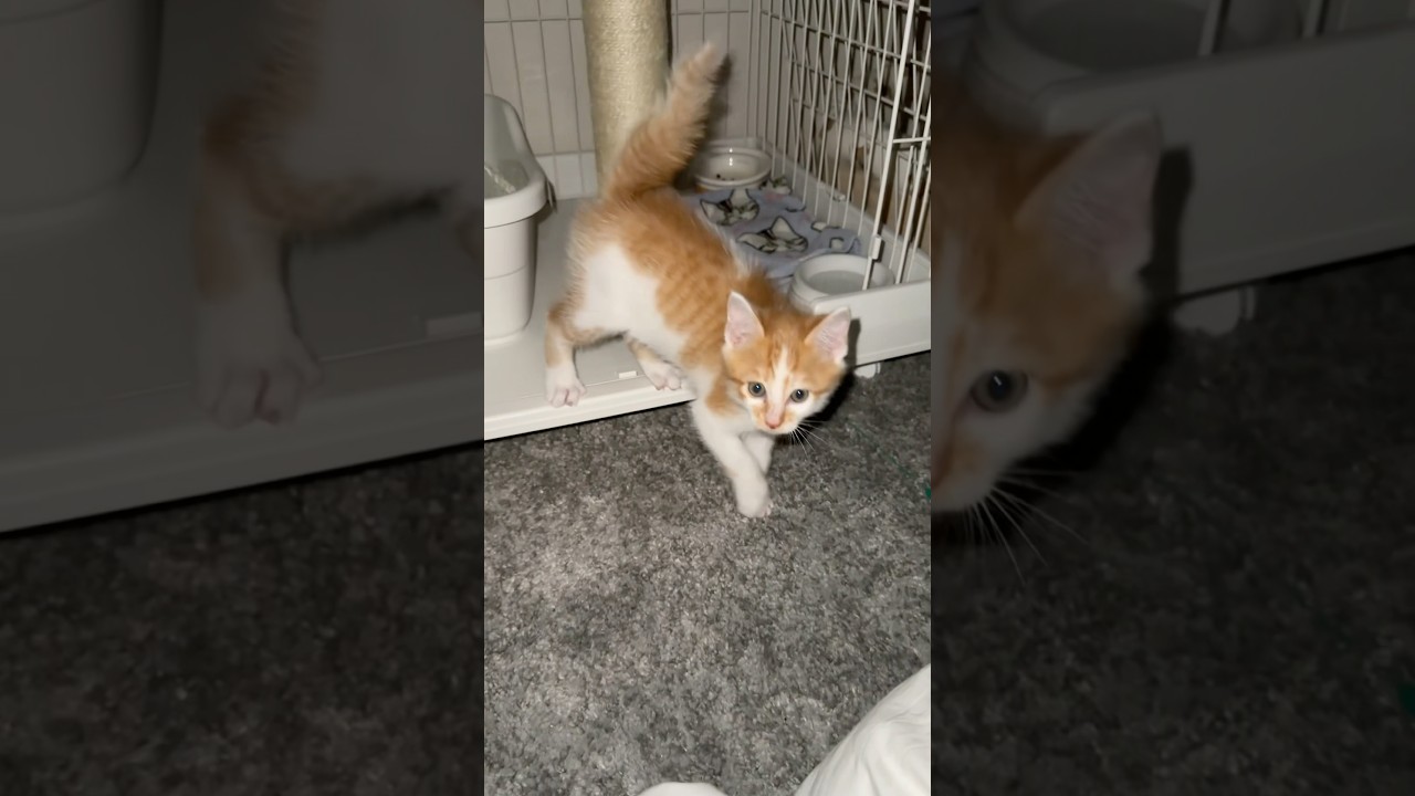 【保護二日目】保護した子猫の様子がおかしい   #猫 #cat  #shorts