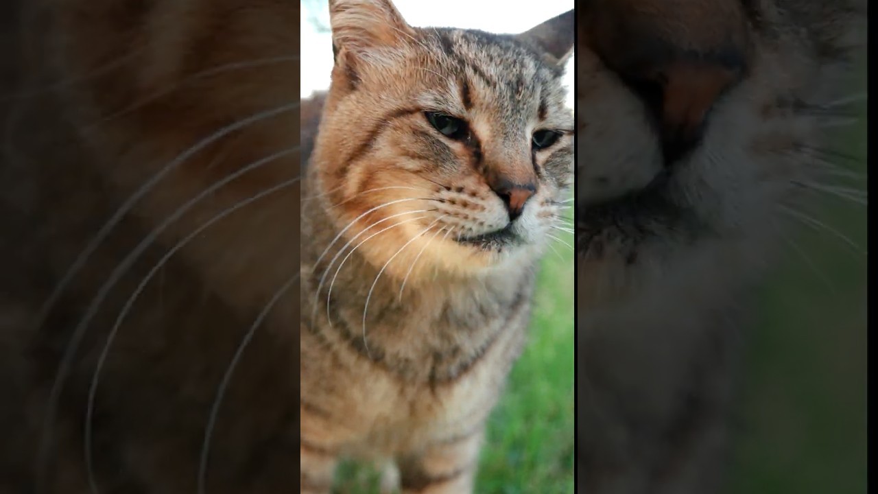 飢え、寒さ、ケガそれでも必死に生き抜く猫たち