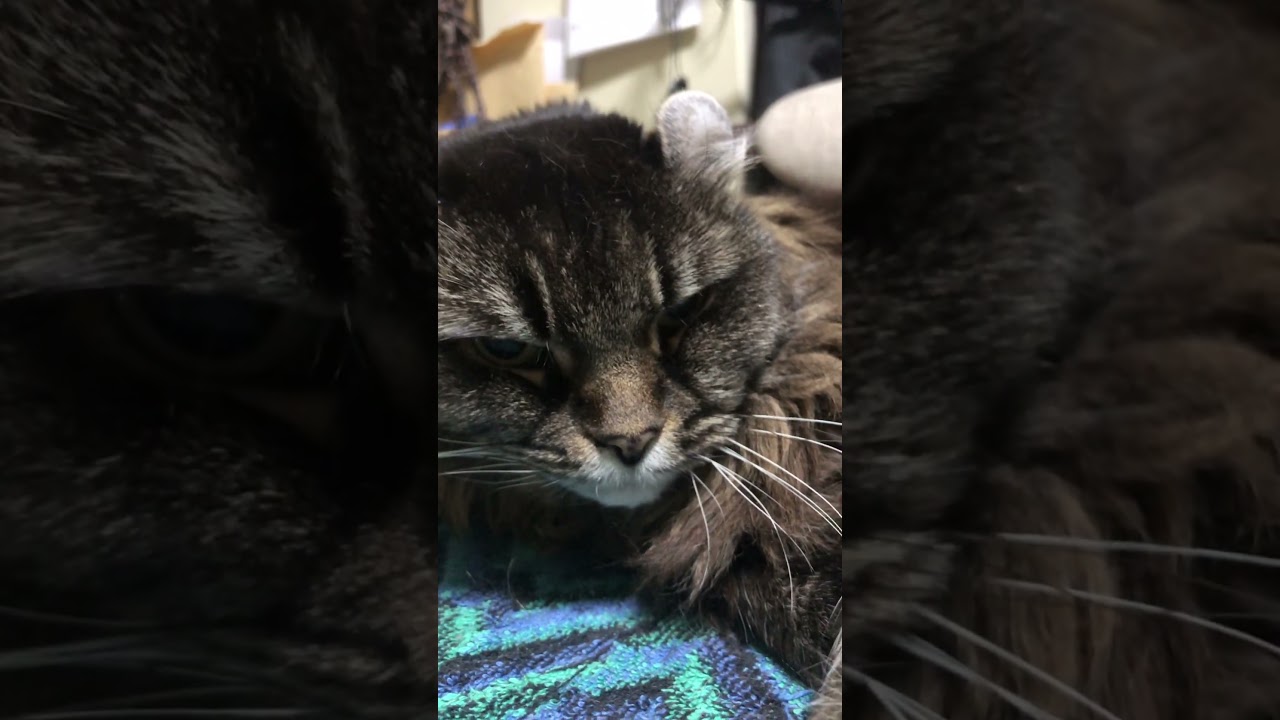 アメリカンカール#猫のいる暮らし #catvideos ラヴミープリーズラヴミー ミッシェルポルナレフ