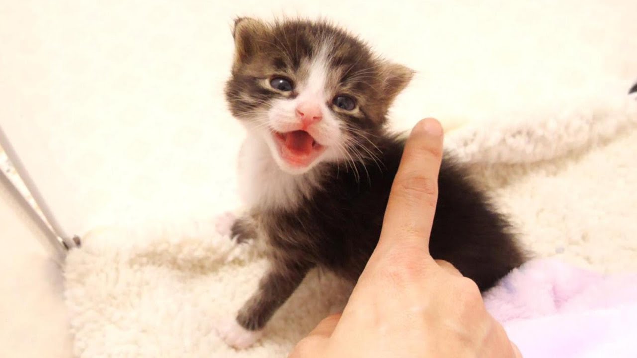 全力でピンチを伝える子猫、早く早くとカワイイ鳴き声で助けを求める？【赤ちゃん猫　保護猫】