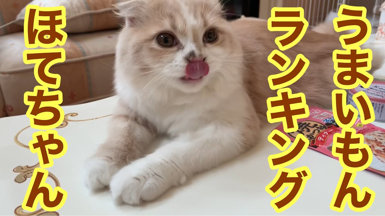 「ほてちゃん」子猫が好きなウェットフードランキング【スコティッシュフォールド】