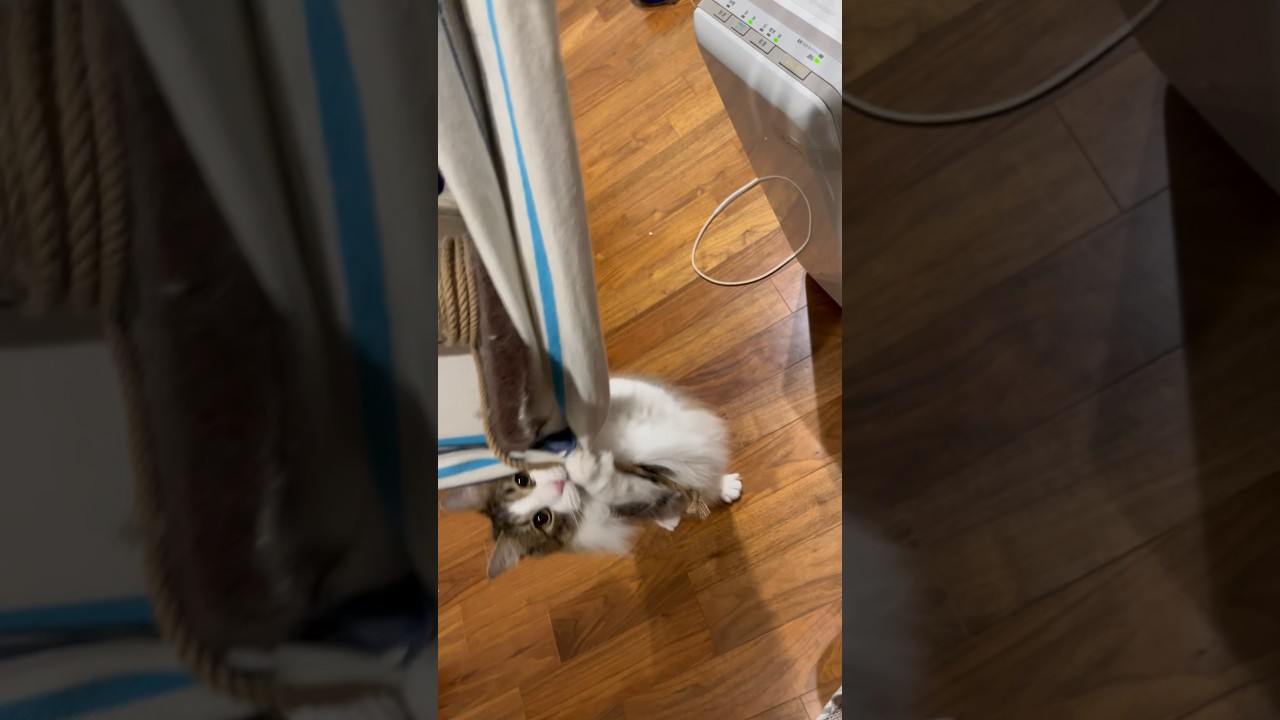 今日も可愛い猫達 #cat #日本猫 #保護猫 #norwegianforestcat #ノルウェージャンフォレストキャット