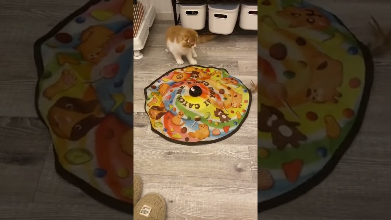 超高速で回る羽を追いかける子猫【スコティッシュフォールド】