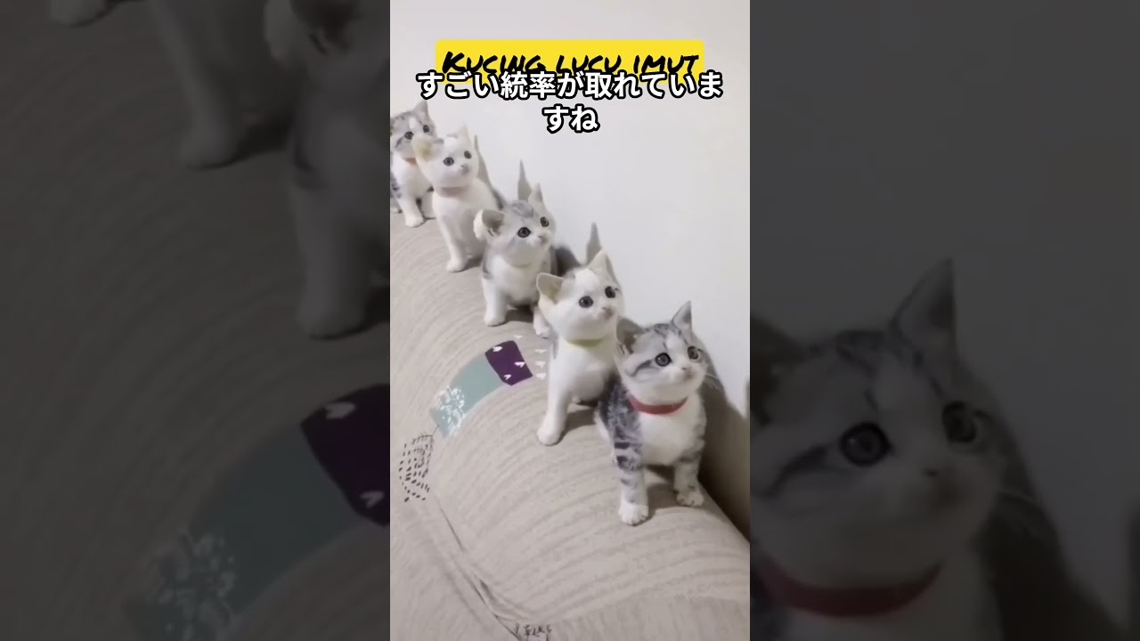 子猫の魅力がやばい件 #動物 #子猫  #shorts