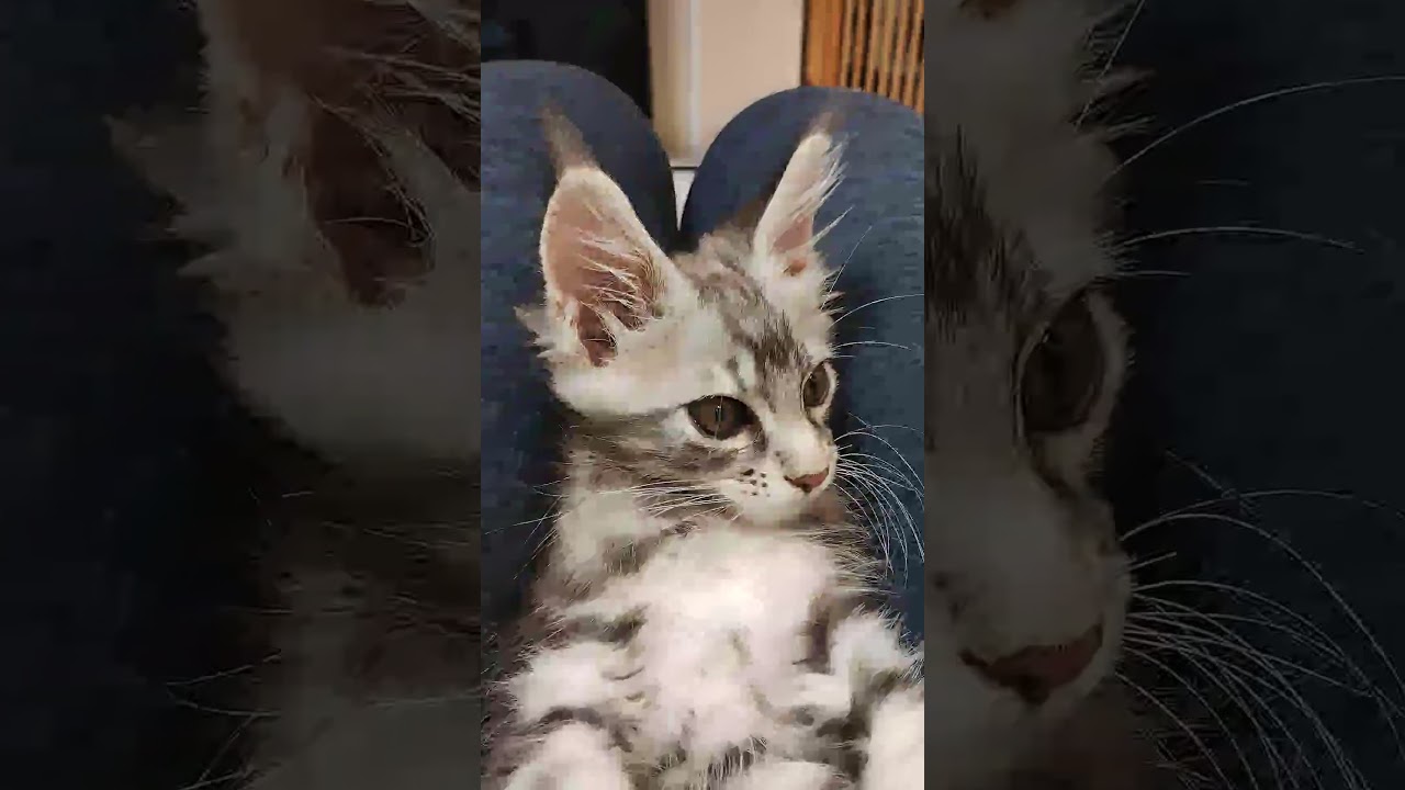 自分の尻尾で遊ぶシルバーのメインクーンその名もとらちゃんです♥＃シルバーのメインクーン＃メインクーン＃ブリーダー＃オノクーン＃東京