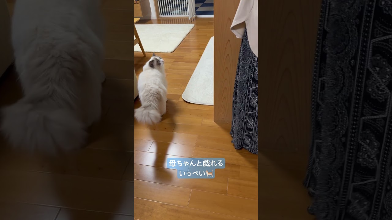 母ちゃんと戯れるいっぺい🐈#いっぺいdialy #ラグドール #猫のいる暮らし #猫好きさんと繋がりたい