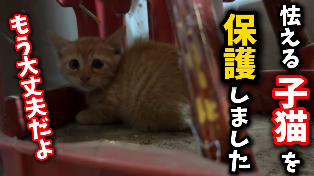 幹線道路沿いの民家に捨てられた子猫を保護しました