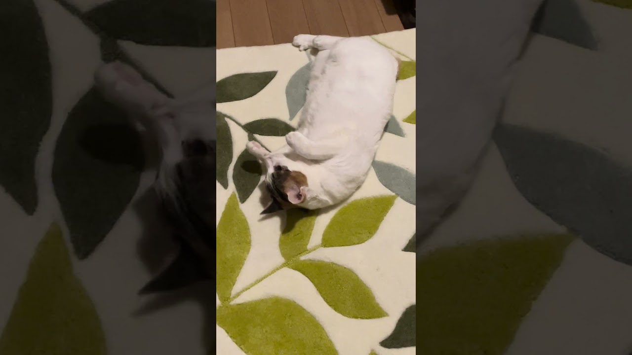 パツパツボディで誘う三毛が可愛い過ぎる🩷#猫ジャパニーズボブテイル