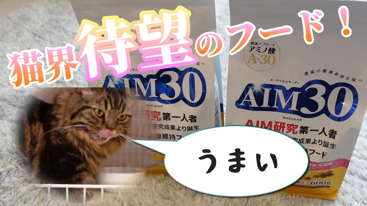 【AIM30】猫界待望のフード登場！【マンチカンのアーサー】