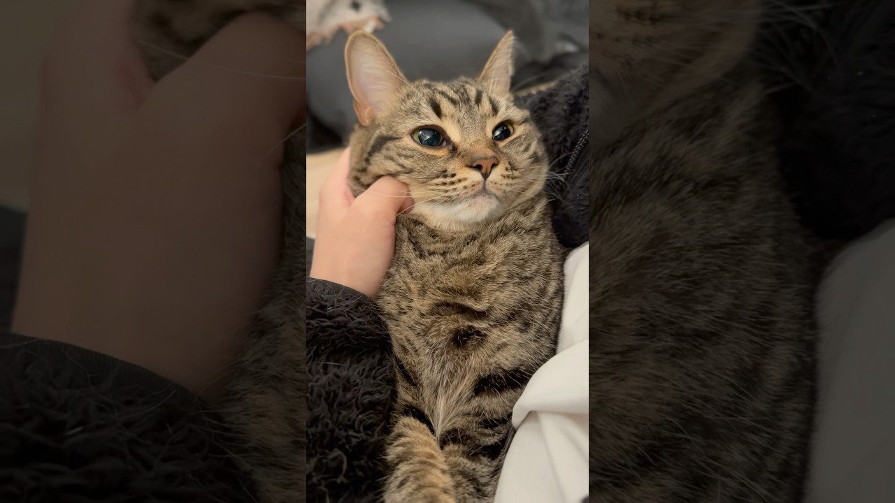 大暴れしてたらママに捕まったﾌﾟﾁたぬき!! #shorts #猫 #cat
