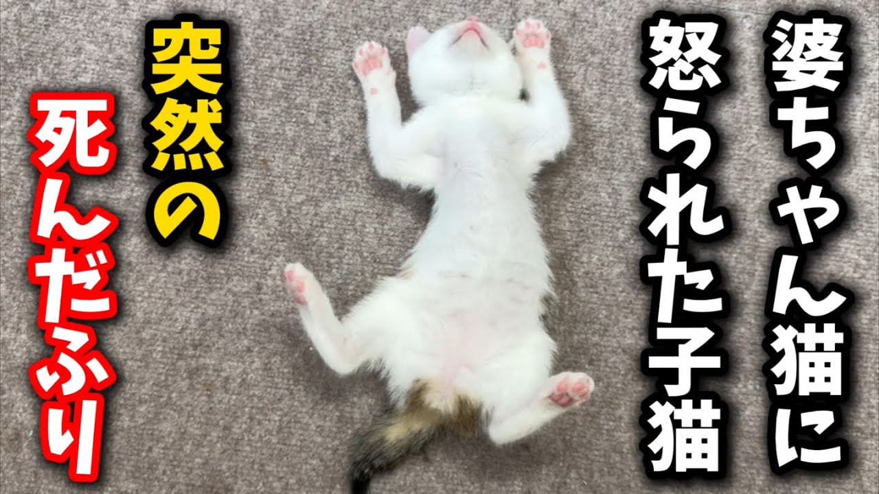 怒られて死んだふりをする子猫