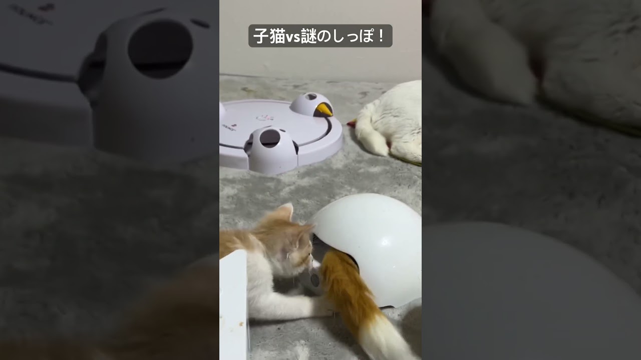 ど根性子猫vs謎のしっぽおもちゃ   #cat #kitten #猫 #子猫 #ねこ #こねこ #保護猫  #cute  #猫のいる暮らし #shorts