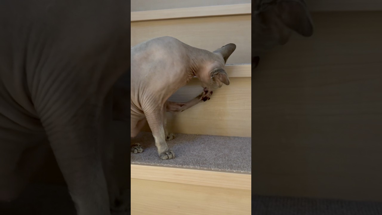 食後の毛のない猫【スフィンクス】