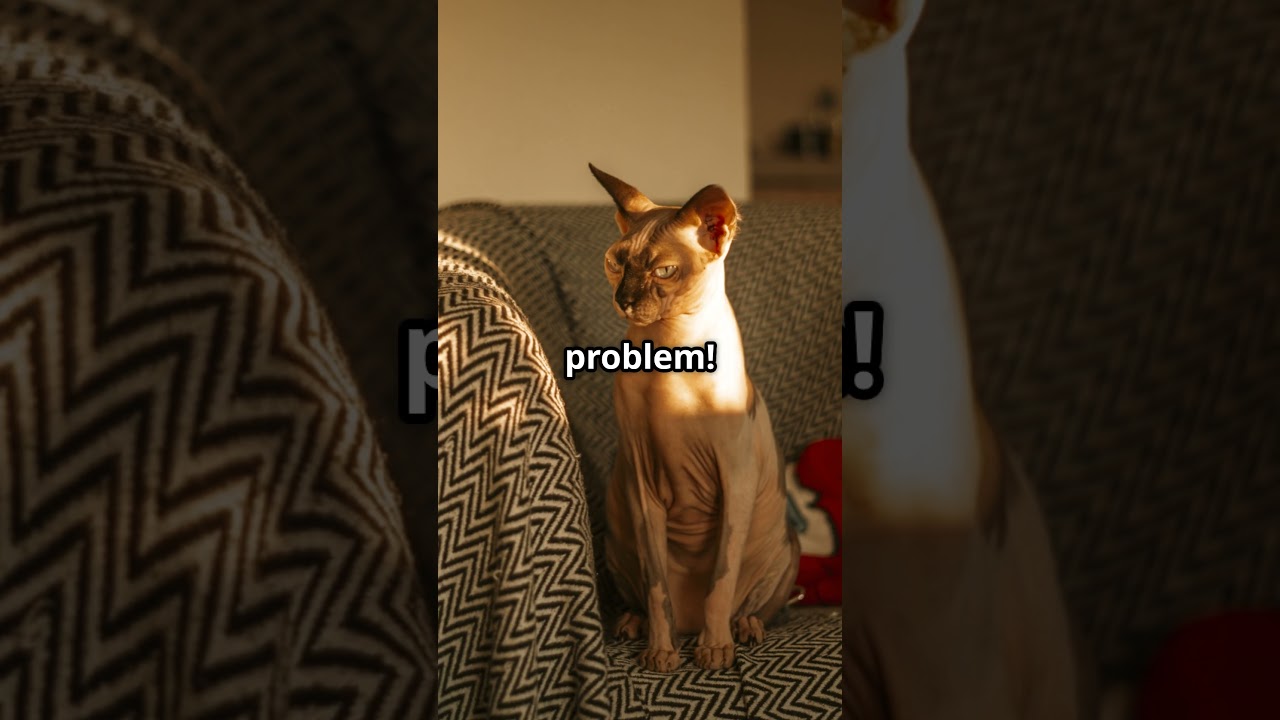 Top Cat Breeds for Apartment Living in 2025 #catshorts #cat #prettycat
