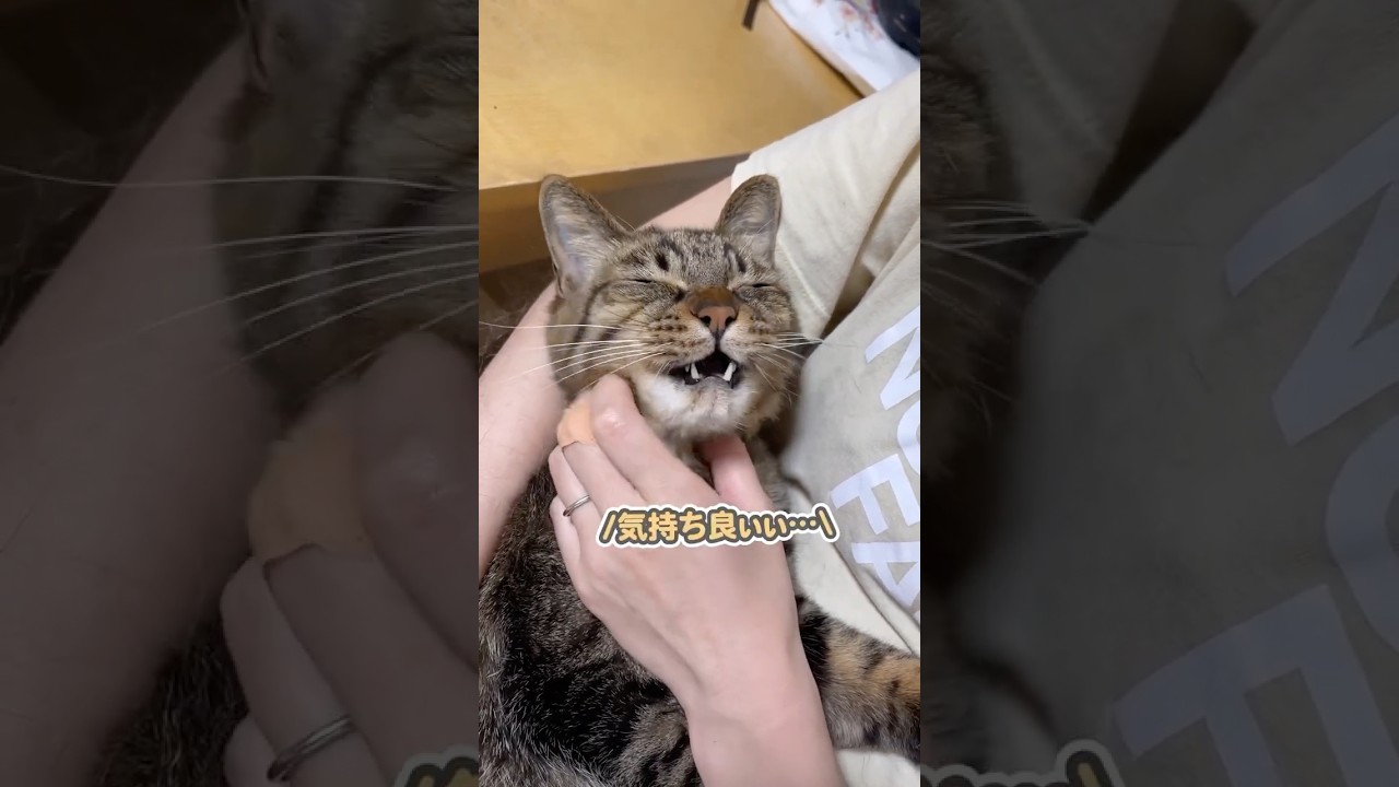 「気持ち良過ぎぃ…」と大好きなママの腕の中で昇天する猫