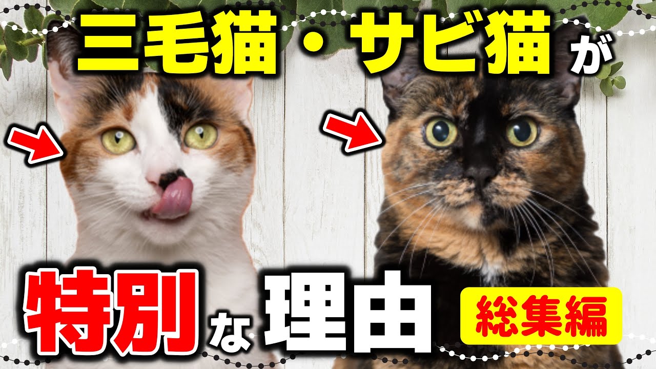 【総集編】三毛猫とサビ猫が特別な理由！隠された能力と知られざる魅力