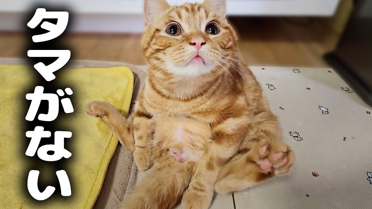 去勢手術でタマタマが無くなったと気付いた子猫の反応に泣けました