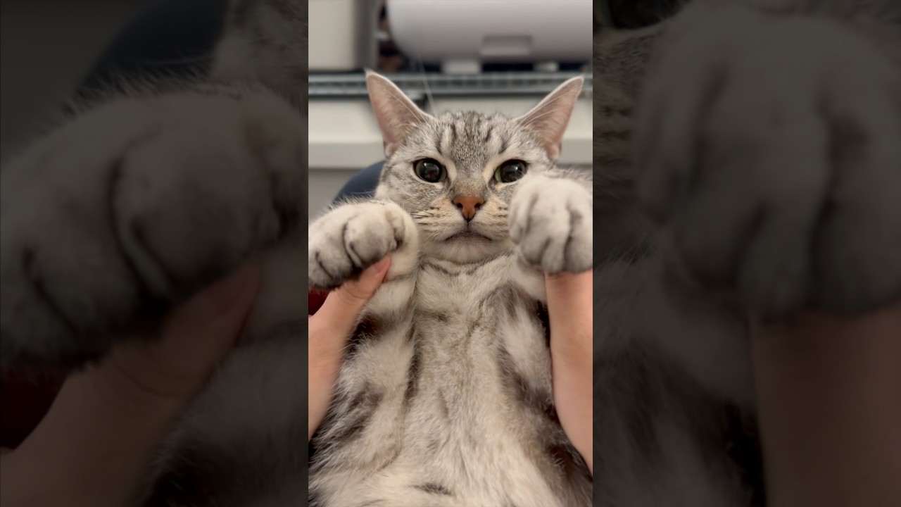 寝起きマンチカンを愛でる飼主たちwww #shorts #猫 #cat