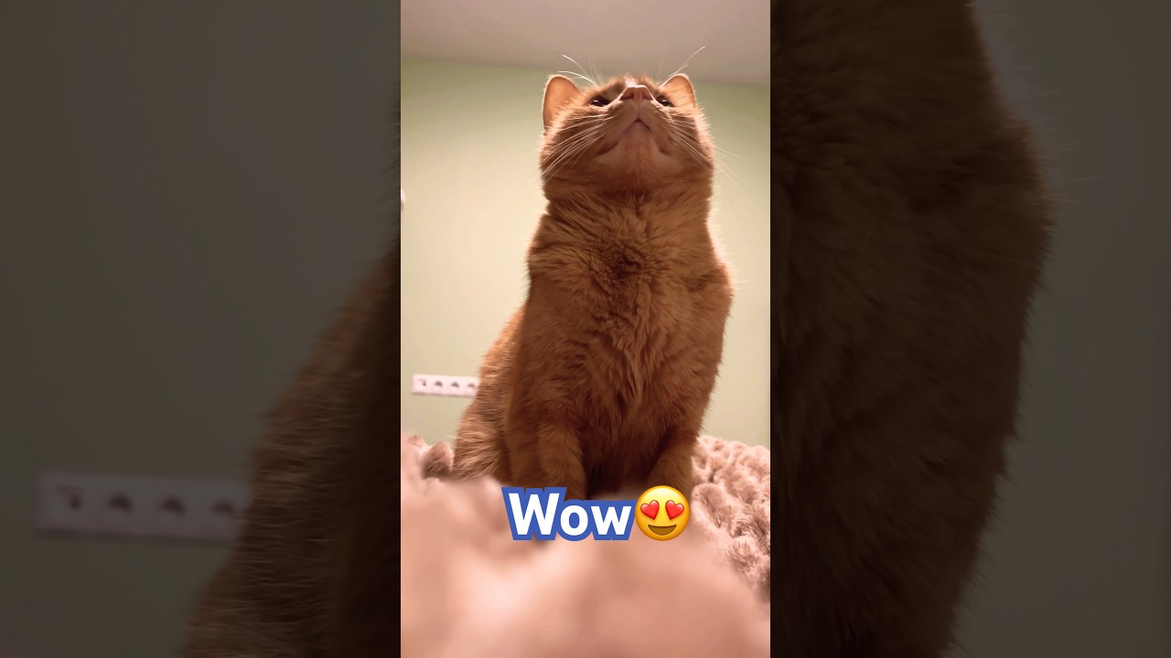 Why are U so beautiful? 😻 #cat #cute #adorably