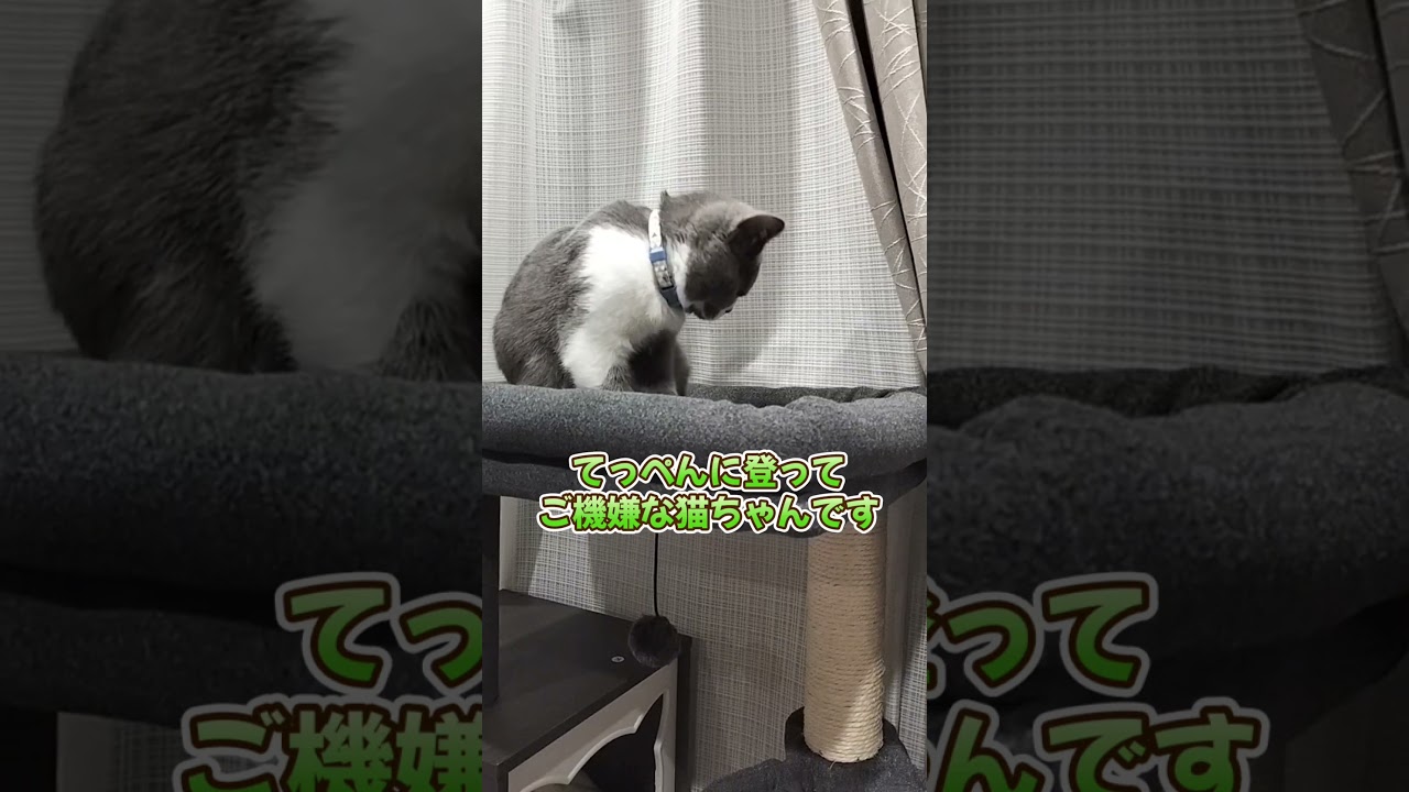 【猫】キャットタワーのてっぺんから見下ろすブリティッシュショートヘアのハチワレ猫ちゃん♪【おすすめのキャットタワー】 #shorts