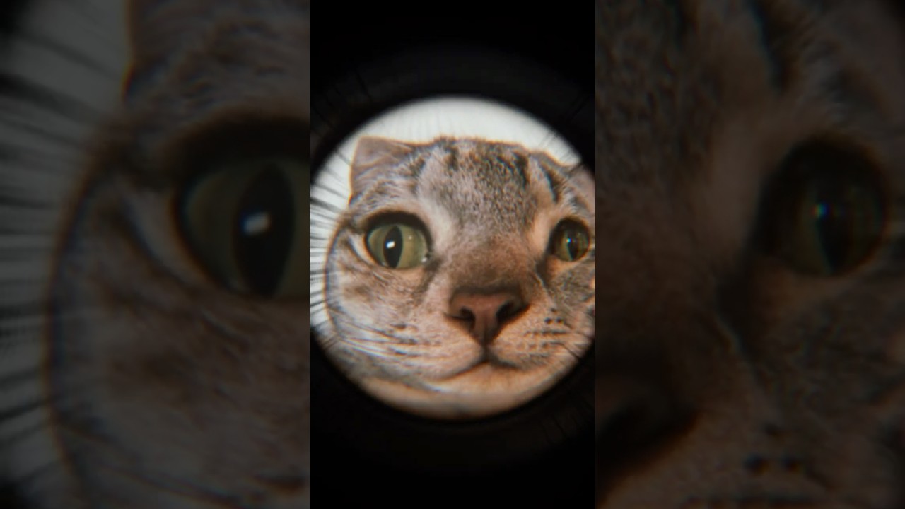 ペンパイナップルアッポーペン！#cat #スコティッシュフォールド #猫のいる暮らし #ねこ動画 #猫 #おもしろ #ぴこ山きゅん太郎 #shorts #shortvideo