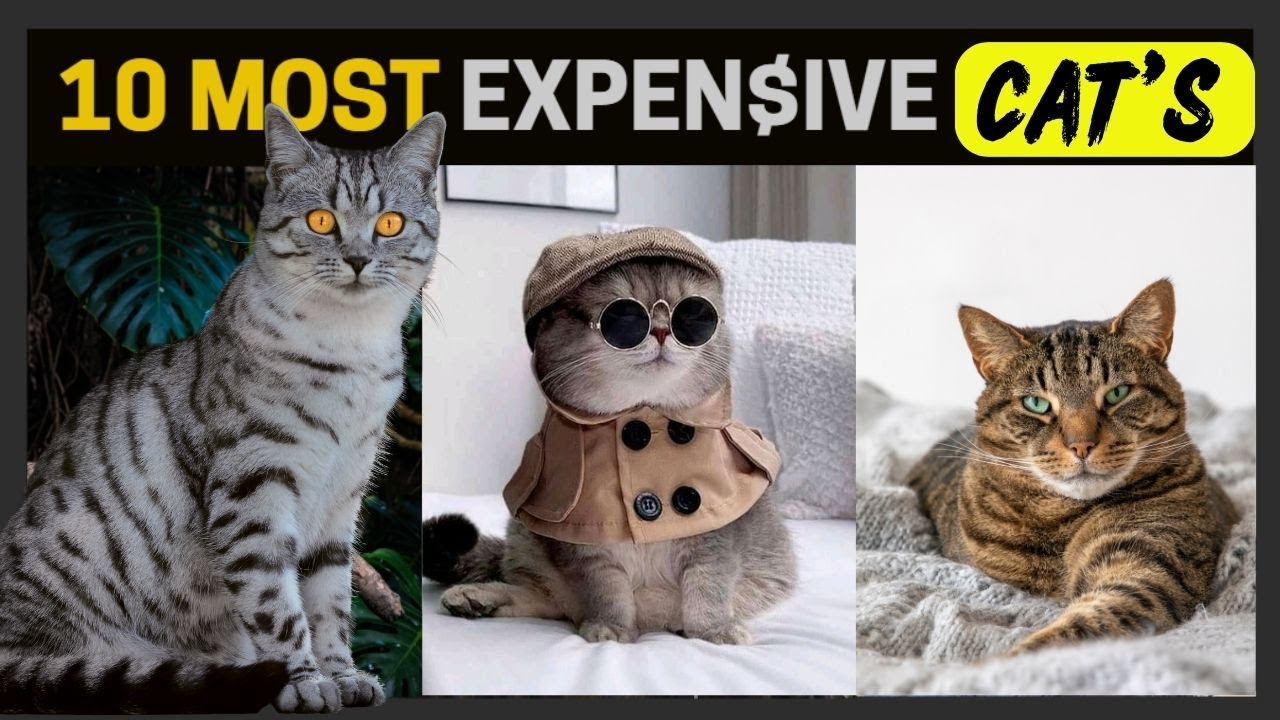 Top 10 Most Expensive Cat Breeds in The World.