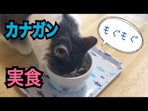 カナガンキャットフード！噂の検証。【ノルウェージャンフォレストキャット】Norwegian forest cat