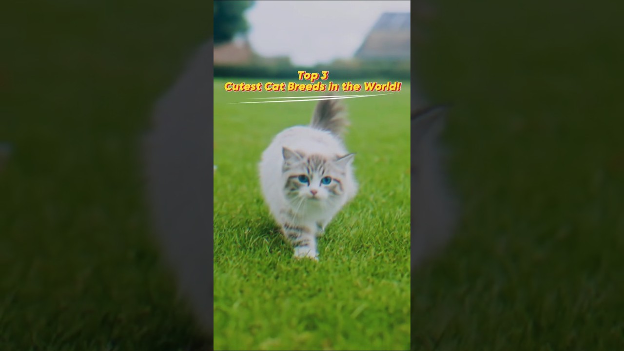 Top 3 Cutest Cat Breeds EVER 😻 (You Won’t Believe #1!) #cutecat