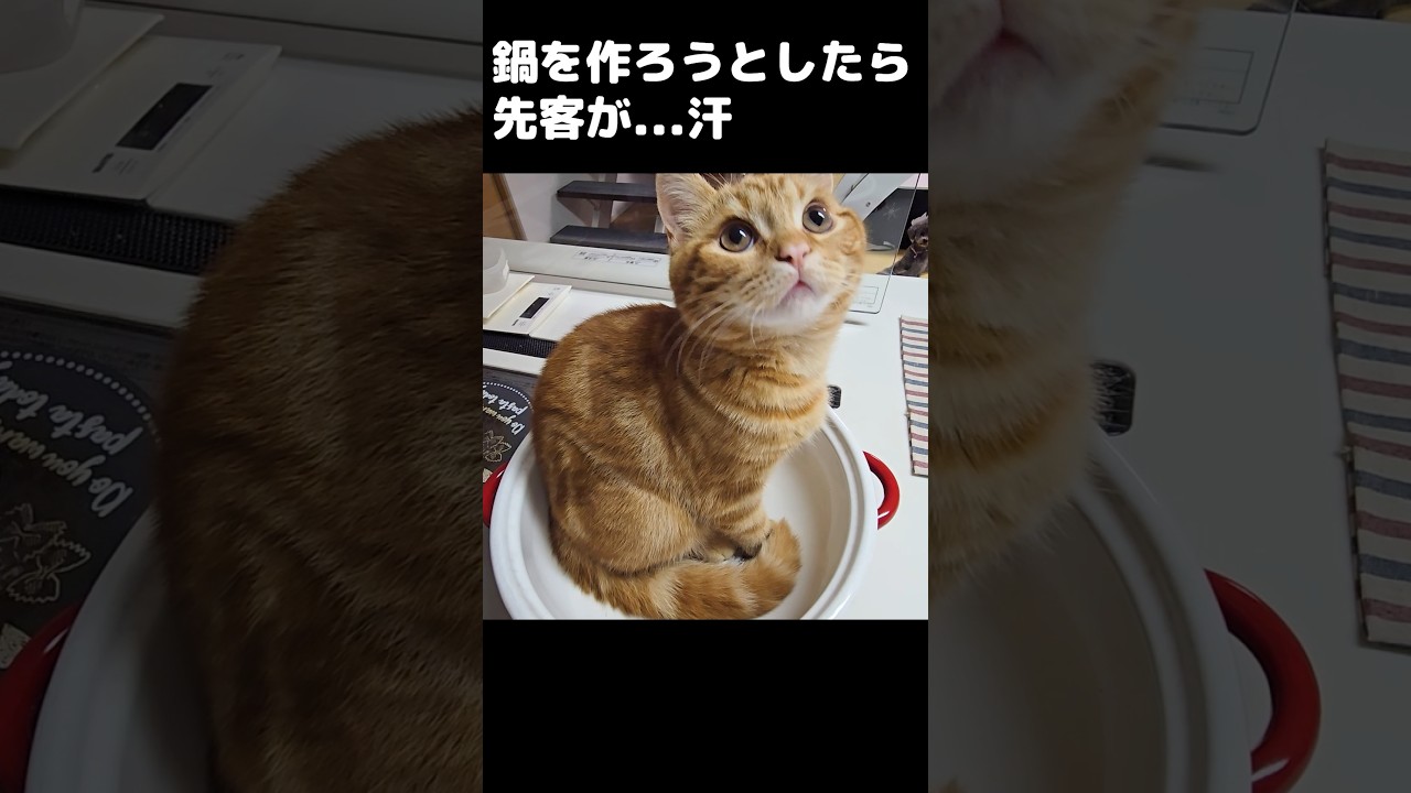 鍋を作ろうとしたら先客が...笑#shorts #子猫