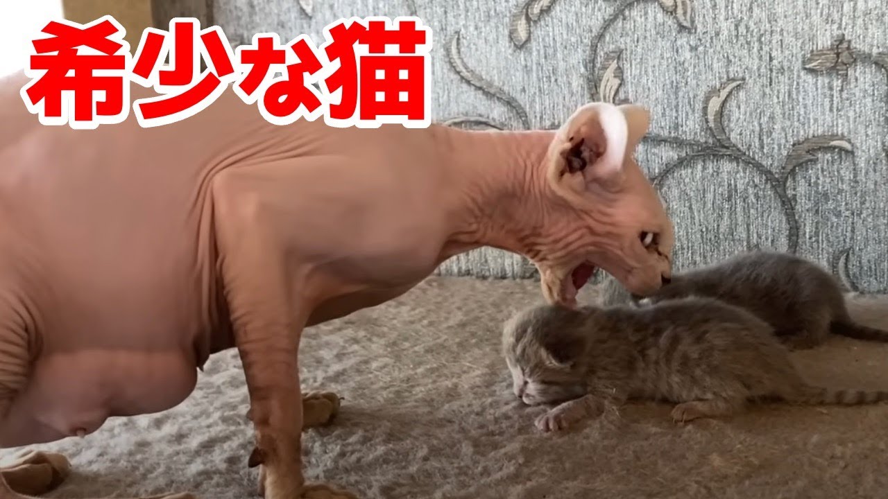 【珍しい猫①】スフィンクスの驚くべき生態とは？ペットとして飼育は可能？