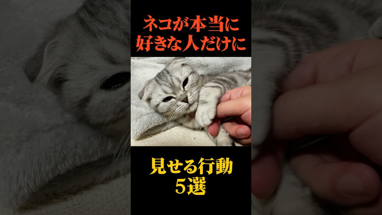猫が本当に好きな人だけに見せる行動5選