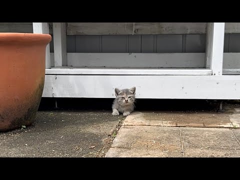倉庫下に潜む子猫3匹を保護しました。