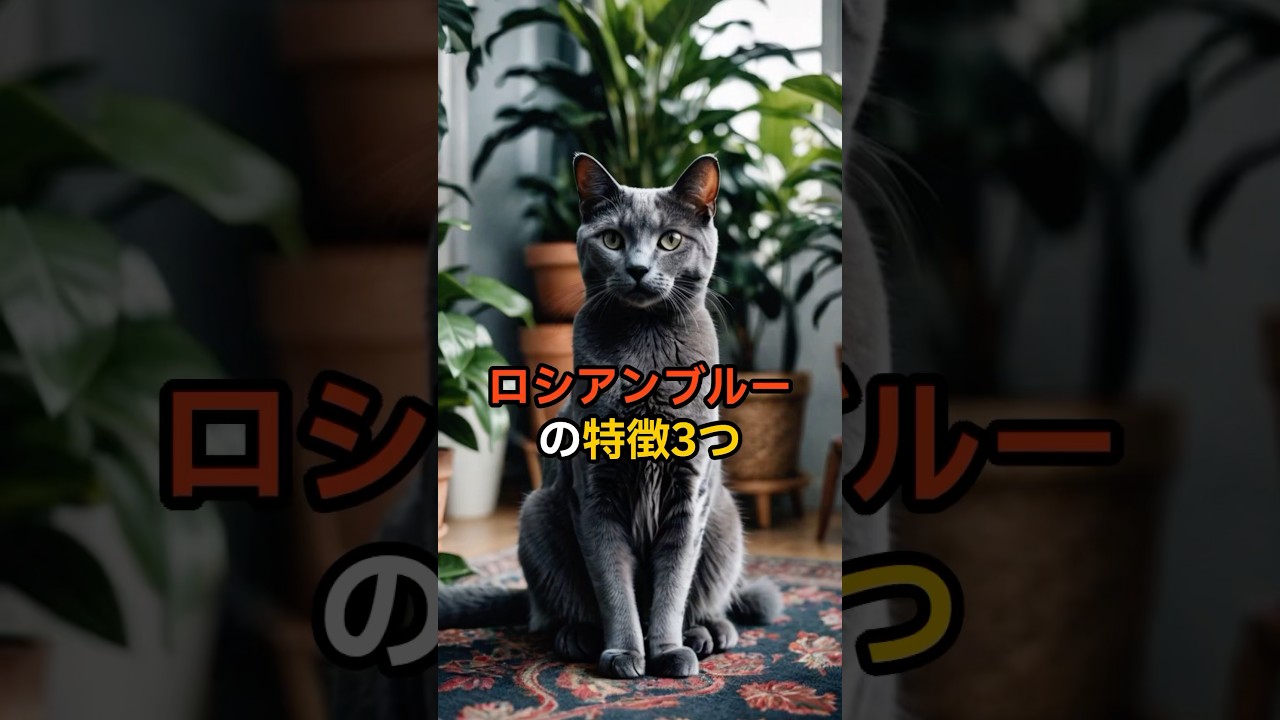 猫【種類別特徴】ロシアンブルーの特徴3つ🐈我が家はロシアンブルーにそっくりな雑種です🐈‍⬛AI猫のモデルもロシアンブルー風の我が子です🩷 #猫 #猫のいる暮らし #ロシアンブルー