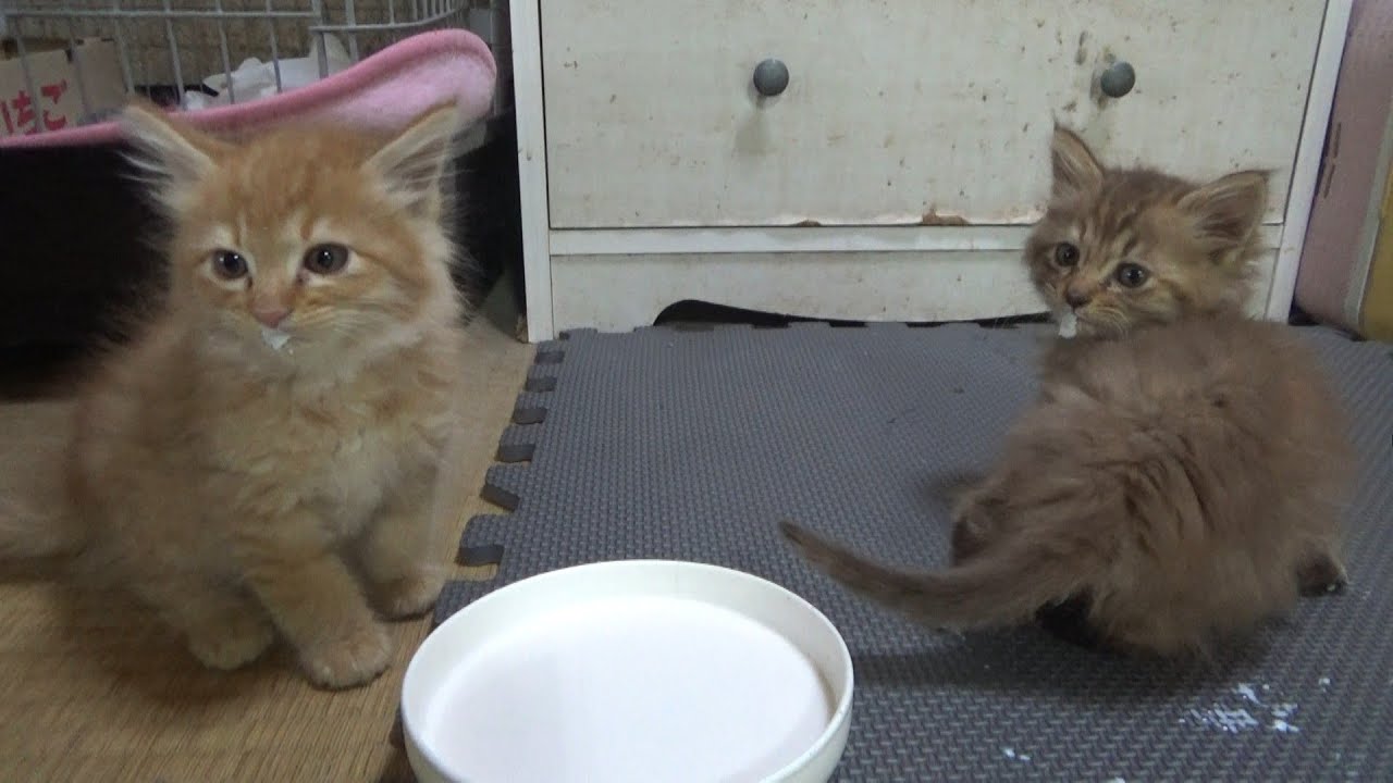 川で救助された兄弟子猫の心配事