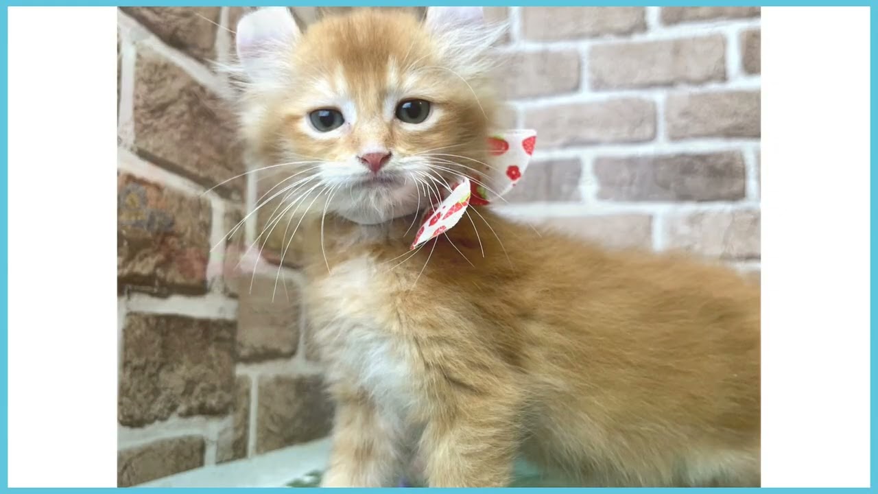 720940 アメリカンカール