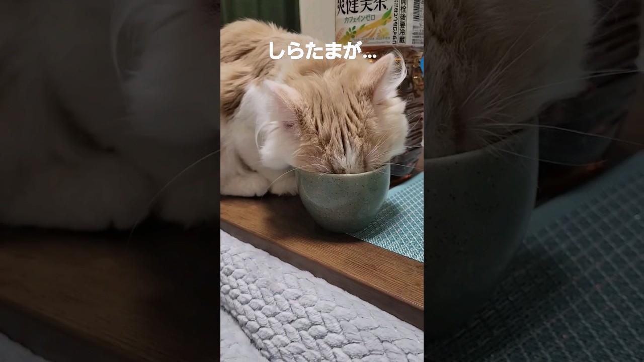 【子猫】しらたまが…#ラガマフィン #shorts #猫 #cat